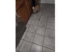 Adopt Cici a Brown or Chocolate Persian / Mixed (medium coat) cat in Orlando
