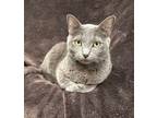 Adopt Rowan a Russian Blue / Mixed (short coat) cat in Lawrenceville