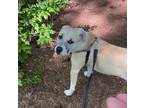 Adopt PINKIE a Tan/Yellow/Fawn - with White Labrador Retriever / Pit Bull