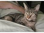 Adopt Fern a Domestic Shorthair / Mixed (short coat) cat in Little Rock