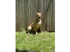 Adopt Clover a Brown/Chocolate - with White Staffordshire Bull Terrier /