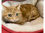 Adopt HUNTER a Orange or Red Tabby Domestic Shorthair / Mixed cat in Newport