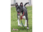 Adopt Jaina (in foster) a Black Border Collie / Alaskan Klee Kai / Mixed (short