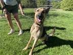 Adopt Otis a Black Mixed Breed (Small) / Mixed Breed (Medium) / Mixed (short