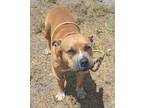 Adopt MILO a Tan/Yellow/Fawn Mixed Breed (Small) / Mixed Breed (Medium) / Mixed