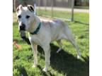 Adopt Izzy a White Mixed Breed (Small) / Mixed Breed (Medium) / Mixed (short