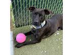 Adopt Clarence a Black American Pit Bull Terrier / Mixed Breed (Medium) / Mixed
