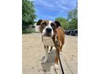 Adopt Tombstone a Brindle American Pit Bull Terrier / Mixed Breed (Medium) /