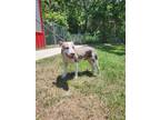 Adopt Manatee a Merle Mixed Breed (Small) / Mixed Breed (Medium) / Mixed (short