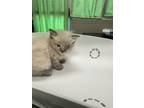 Adopt Fuzzbert a Cream or Ivory Siamese / Mixed Breed (Medium) / Mixed (short
