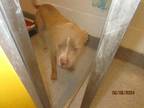 Adopt Hamilton a Brown/Chocolate American Pit Bull Terrier / Mixed Breed