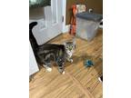 Adopt April a Tan or Fawn Tabby Domestic Shorthair (short coat) cat in Monroe