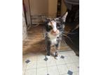 Adopt Chloe a Calico or Dilute Calico American Shorthair / Mixed (short coat)
