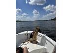 Adopt Luna a Black - with Tan, Yellow or Fawn German Shepherd Dog / Mixed dog in