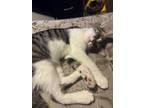 Adopt Tiny a Gray, Blue or Silver Tabby Domestic Shorthair / Mixed (short coat)