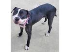 Adopt Gracie! Sweet, Playful Girl! a Black - with White American Pit Bull