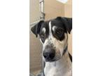 Adopt Ethan a White Mixed Breed (Small) / Mixed Breed (Medium) / Mixed (short