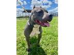 Adopt Phoebe (Luna) a Merle American Pit Bull Terrier / Mixed Breed (Medium) /
