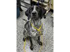 Adopt Wyonna a Black German Shorthaired Pointer / Mixed Breed (Medium) / Mixed