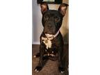 Adopt Lola a American Pit Bull Terrier / Mixed Breed (Medium) / Mixed dog in