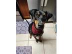 Adopt Luna a Black - with Tan, Yellow or Fawn Doberman Pinscher / Rottweiler /