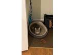 Adopt Missy a Gray or Blue (Mostly) Balinese / Mixed (short coat) cat in