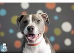 Adopt Bowie a Gray/Silver/Salt & Pepper - with White Pit Bull Terrier / Whippet
