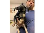 Adopt 55887378 a Black Terrier (Unknown Type, Medium) / Dachshund / Mixed (short