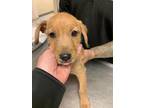 Adopt 55887395 a Tan/Yellow/Fawn Terrier (Unknown Type, Medium) / Dachshund /