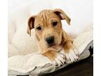 Adopt Paradise a Tan/Yellow/Fawn American Pit Bull Terrier / Mixed Breed