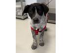 Adopt May a Black - with Gray or Silver Australian Cattle Dog / German