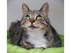 Adopt Petunia (PetSmart) a Brown Tabby Domestic Shorthair / Mixed Breed (Medium)