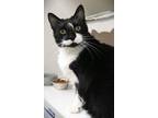 Adopt Lotus a All Black Domestic Shorthair / Mixed Breed (Medium) / Mixed (short