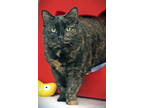 Adopt Olivia a All Black Domestic Shorthair / Mixed Breed (Medium) / Mixed