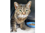 Adopt Tabitha Nicole a Brown Tabby Domestic Shorthair / Mixed Breed (Medium) /