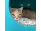 Adopt Rory a Gray or Blue Domestic Shorthair / Mixed Breed (Medium) / Mixed
