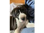 Adopt Margo a Black - with White Staffordshire Bull Terrier / Mixed dog in