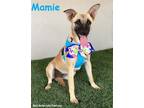Adopt Mamie a Tan/Yellow/Fawn - with Black Black Mouth Cur / Shepherd (Unknown