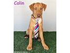 Adopt Colin a Red/Golden/Orange/Chestnut - with White Vizsla / Australian Cattle