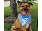 Adopt Kodi #stumpy-tailed a Red/Golden/Orange/Chestnut Australian Cattle Dog /