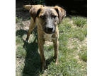 Adopt Alfredo a Brindle German Shepherd Dog / Mixed Breed (Medium) / Mixed