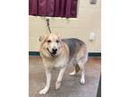 Adopt Cyrus a Tan/Yellow/Fawn German Shepherd Dog / Mixed Breed (Medium) / Mixed