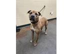 Adopt Juno a Tan/Yellow/Fawn Mastiff / Mixed Breed (Medium) / Mixed (short coat)