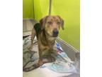 Adopt Jolene a Brown/Chocolate Beagle / Mixed Breed (Medium) / Mixed (short