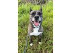 Adopt QUINCY a Brindle - with White Australian Cattle Dog / Australian Kelpie /
