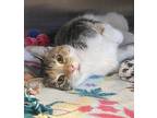 Adopt Sky a White Domestic Shorthair / Mixed Breed (Medium) / Mixed (short coat)
