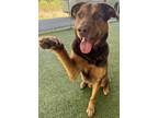 Adopt Rocky a Brown/Chocolate German Shepherd Dog / Mixed Breed (Medium) / Mixed
