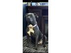 Adopt Bella a Brown/Chocolate - with White American Pit Bull Terrier / Mixed dog