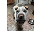 Adopt Mascarpone a White Shar Pei / Mixed dog in Lake Forest, CA (41274899)
