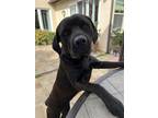 Adopt Mili a Black - with Tan, Yellow or Fawn Labradoodle / Mixed dog in Irvine